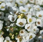 Alysse annuelle 'easter bonnet'
