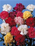 Oeillet des fleuristes 'Chabaud'