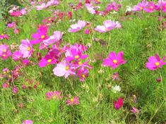 Cosmos