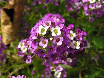 Alysse annuelle